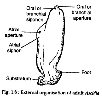 External Organisation of Adult Ascidia