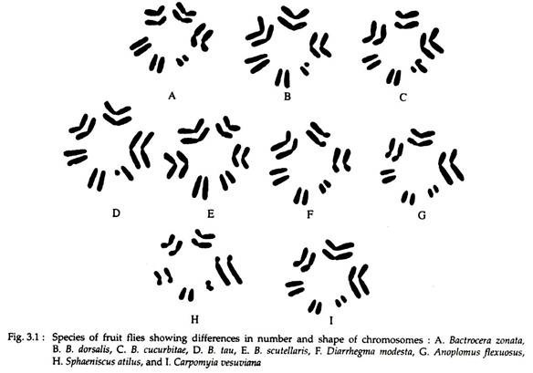 Species of Fruit flies showing difference in number and shape of chromosome