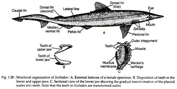 Structural organisation of scoliodon