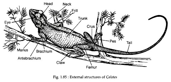 External structure of calotes