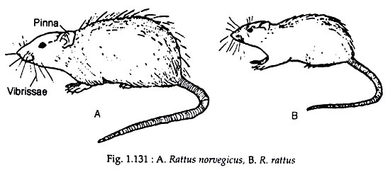 Rattus Norvegicus 