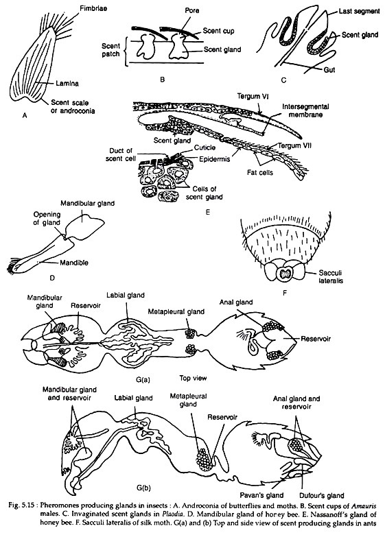 Pheromones Producing Glands in Insects