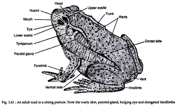 An adult toad in a sitting posture
