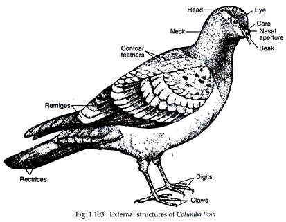 External Structures of columba livia