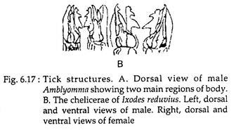 Tick Structures