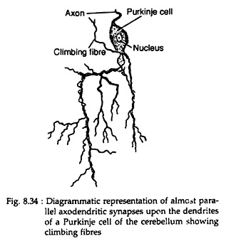 Almost Parallel Axodendritic Synapses