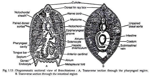 Sectional View of Branchiostoma