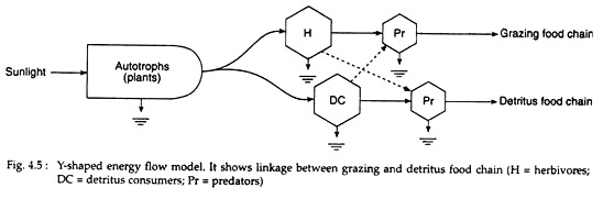 Y-Shaped Energy Flow Model