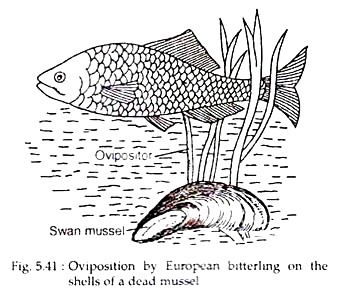 Oviposition by European Bitterling