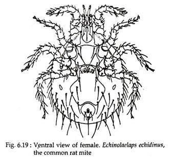 Ventral View of Female