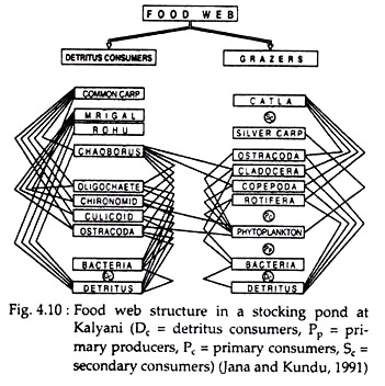 Food Web Structure in a Stocking Pond