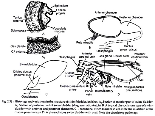 Histology and Variations in the Structure of Swim-Bladder in Fishes