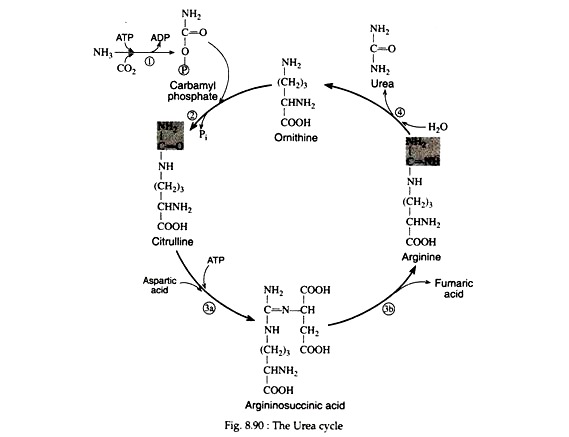 Urea Cycle