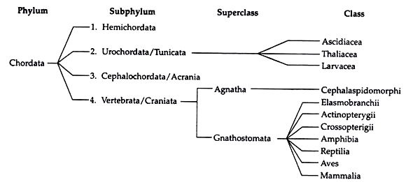 Chordata