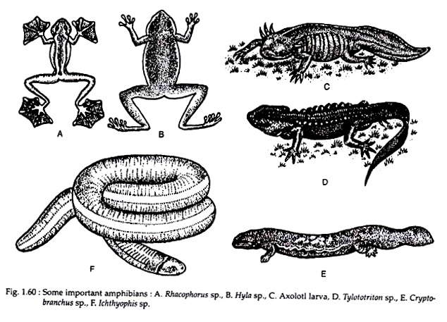 Important Amphibians