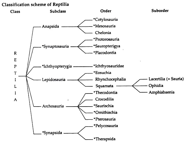 Classification of Scheme of Reptilia