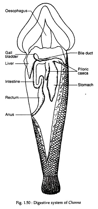Digestive System of Channa