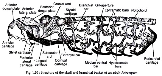Structure of the Skull and Branchial Basket