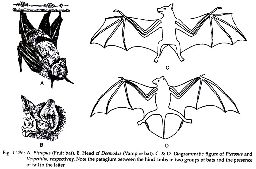 Pteropus, Head of Desmodus and Pteropus and Vespertilio