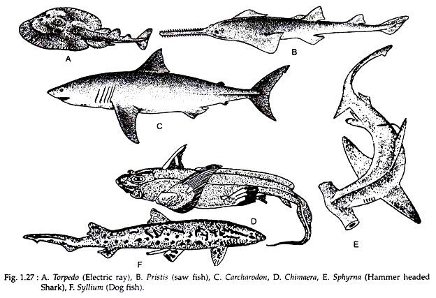 Torpedo, Pristis, Carchardon, Chimaera, Sphyrna and Syllium