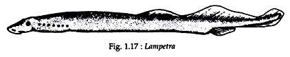 Lampetra