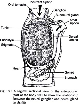 Anterodorsal Part of the Body Wall