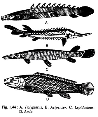 Polypterus, Acipenser, Lepidosteus and Amia