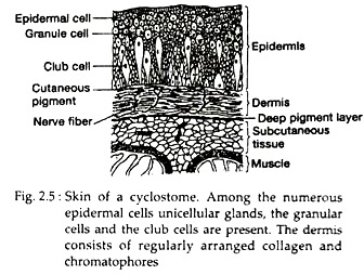 Skin of a Cyclostome