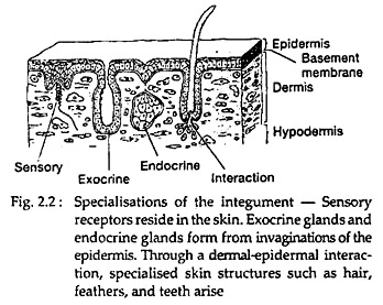 Specialisations of the Integument