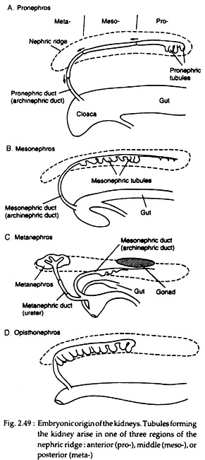 Embryonic Origin of the Kidneys