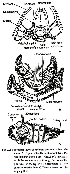 Different Portions of Branchiostoma