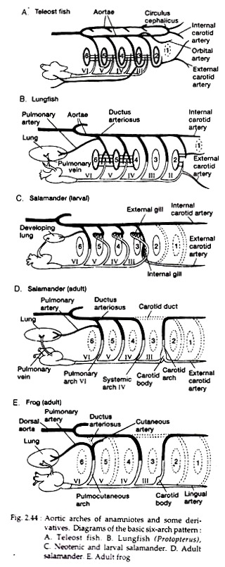 Aortic Arches of Anamniotes and Some Derivatives