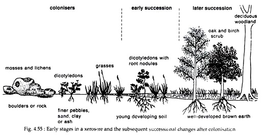 Early Stages in a Xerosere and the Subsequent Successional Changes