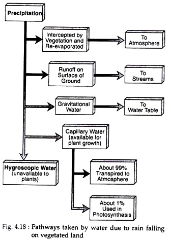 Pathways taken by Water due to Rain Falling on Vegetated Land