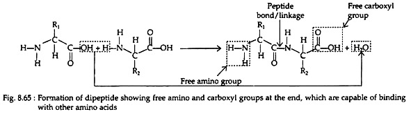 Formation of Dipeptide