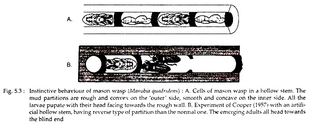 Instinctive Behaviour of Mason Wasp