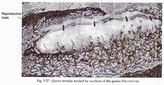 Queen Termite
