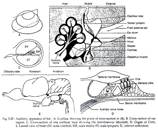 Auditory Apparatus of Bat