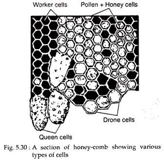 Section of Honey-Comb