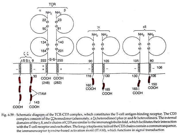 Schematic Diagram of the TCR-CD3 Complex