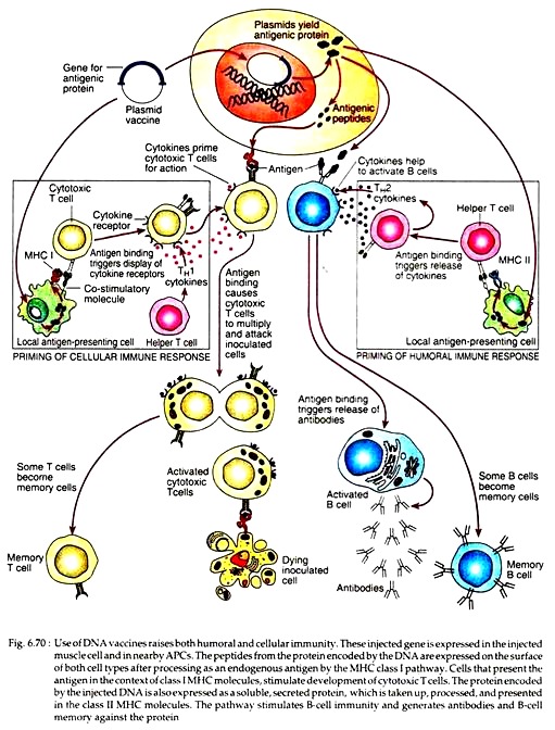 USe of DNA Vaccines Raises Humoral and Cellular Immunity