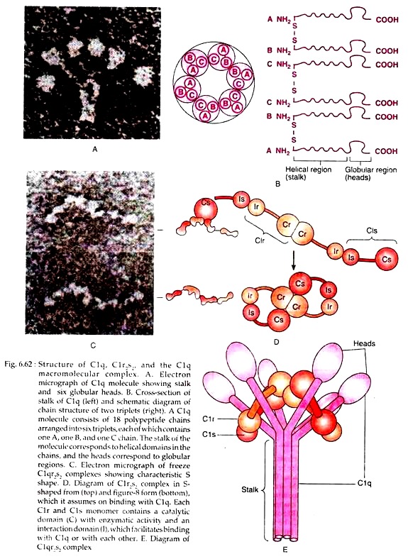 Structure of C1q, C1r2s2 and C1q Macromolecular Complex