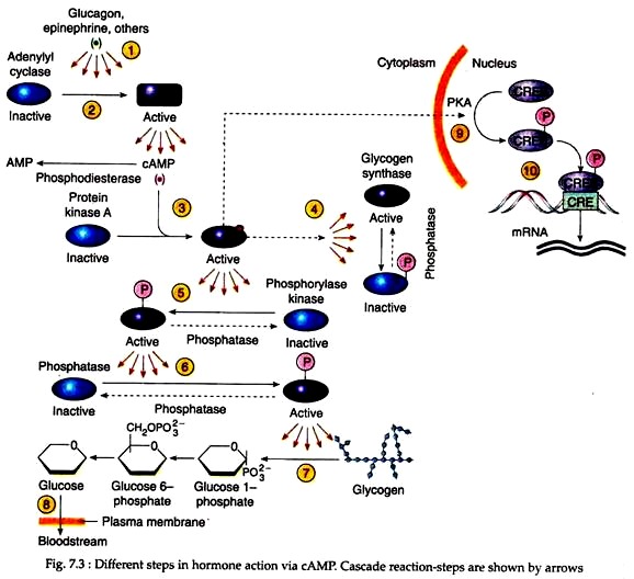 Different Steps in Hormone Action