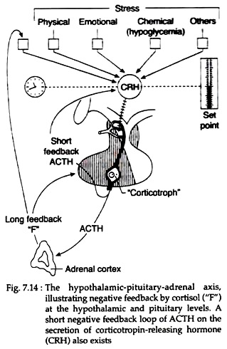 Hypothalamic-Pituitary-Adernal Axis