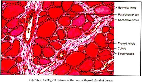 Histological Features of the Normal Thyroid Gland
