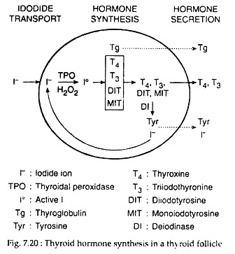 Thyroid Hormone Synthesis