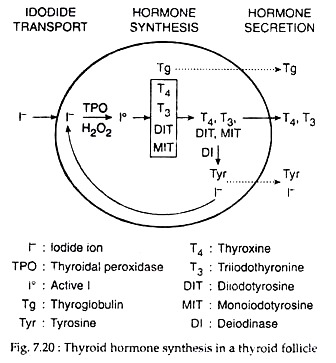 Thyroid Hormone Synthesis