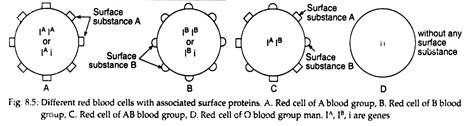 Different Red Blood Cells