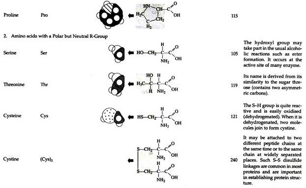 Naturally Occuring Amino Acids