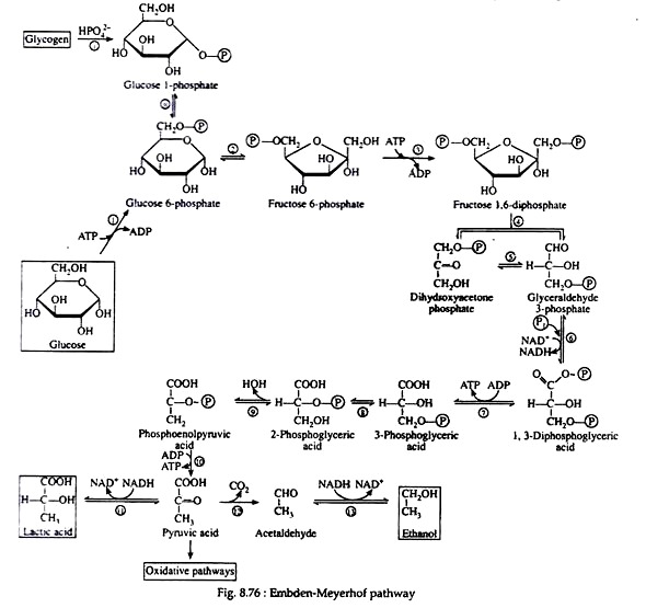 Embden-Meyerhof Pathway